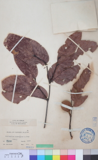 Specimen thumbnail